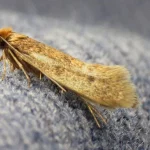 چطور از شر بید فرش راحت شویم؟