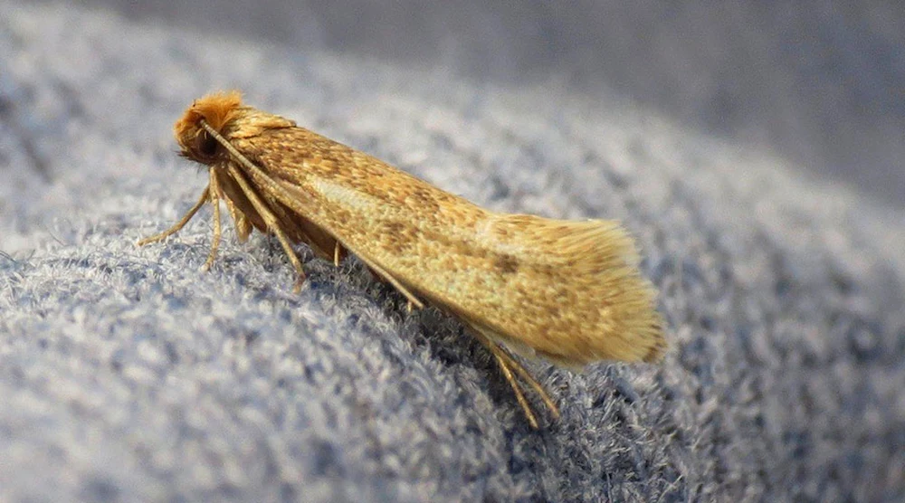 Read more about the article چطور از شر بید فرش راحت شویم؟