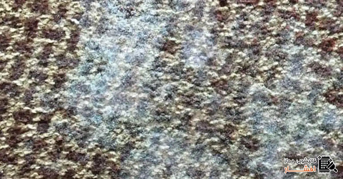 Read more about the article نشانه های وجود قارچ در فرش کدامند؟