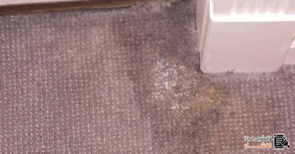 نشانه های وجود قارچ در فرش