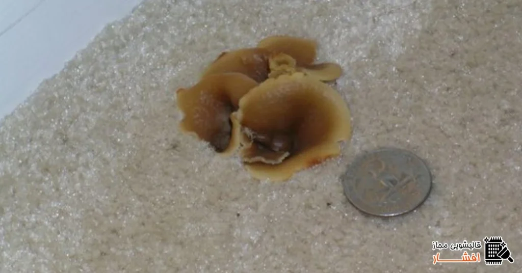 بهترین راهکار برای مقابله با قارچ در فرش